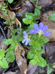 Scaevola microphylla