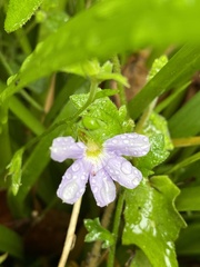 Scaevola microphylla