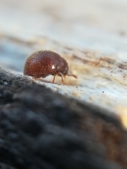 Clambidae
