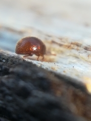 Clambidae