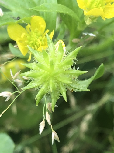 Rough-fruited buttercup