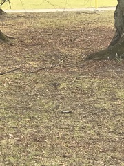 Turdus pilaris