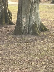 Turdus pilaris