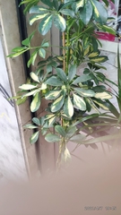 Heptapleurum arboricola