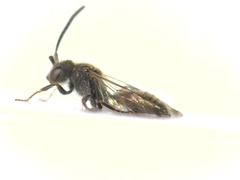 Nomada
