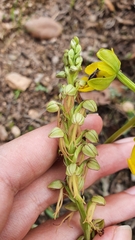 Image of Orchis anthropophora