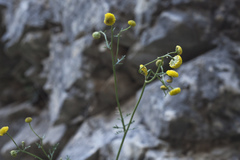 Tanacetopsis submarginata