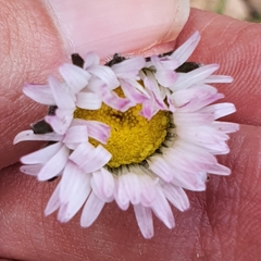 Bellis sylvestris