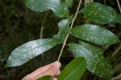 Cephaleuros lagerheimii