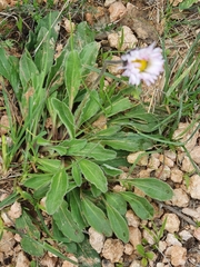 Bellis sylvestris