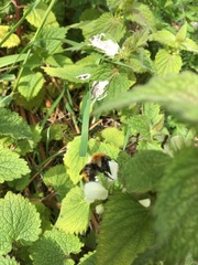 Bombus pascuorum