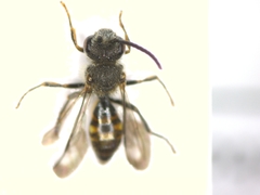 Nomada