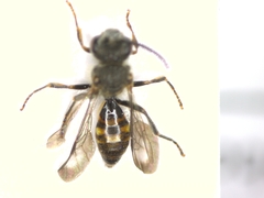 Nomada