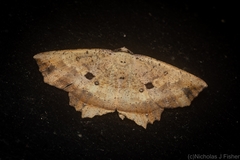 Polyacme subpulchra