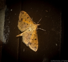 Herpetogramma cynaralis