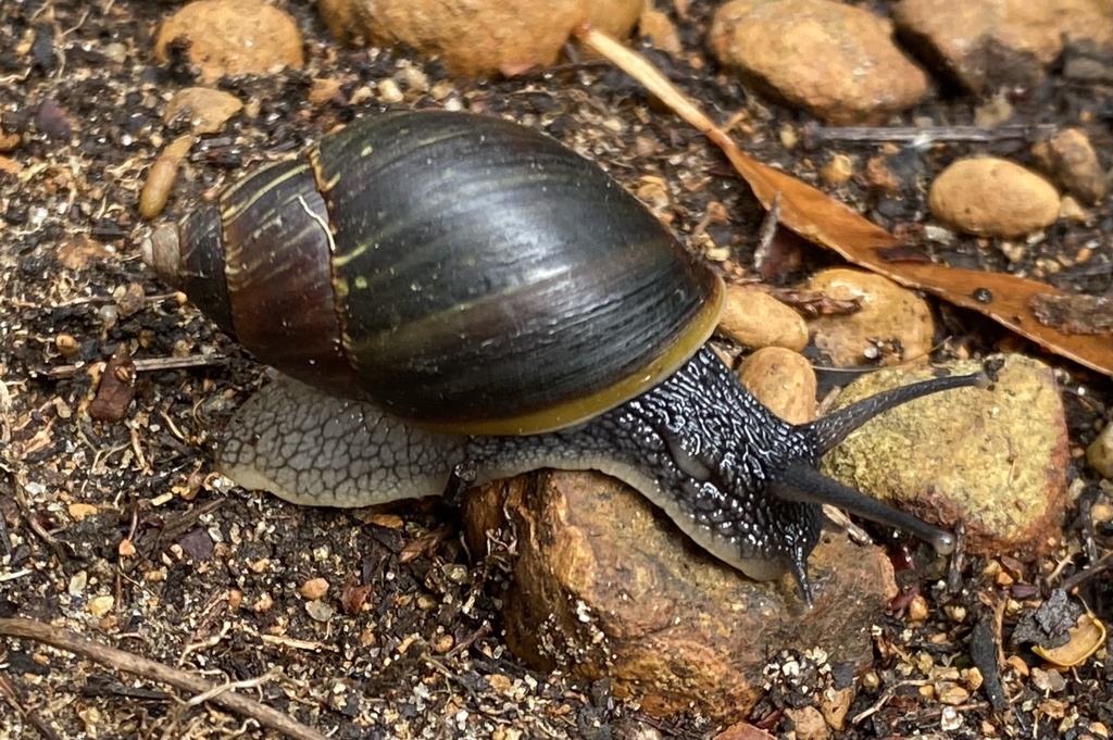 Bothriembryon fuscus