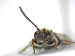 Nomada