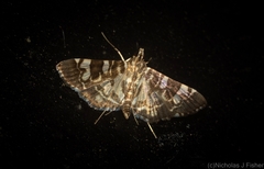 Chabula acamasalis