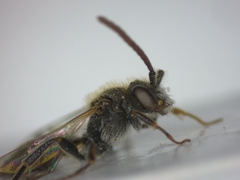 Nomada
