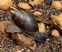 Bothriembryon fuscus