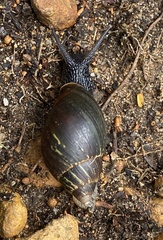 Bothriembryon fuscus