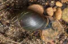 Bothriembryon fuscus