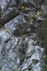 Tanacetopsis submarginata