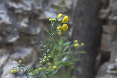 Tanacetopsis submarginata