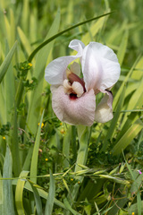 Iris lortetii