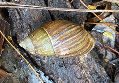 Bothriembryon fuscus