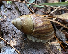 Bothriembryon fuscus