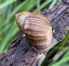 Bothriembryon fuscus