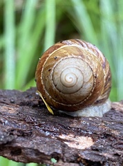 Bothriembryon fuscus