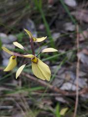Moraea thomasiae