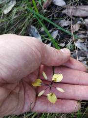 Moraea thomasiae