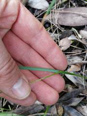 Moraea thomasiae