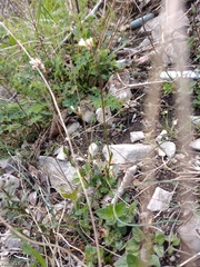 Arabis scabra