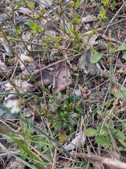 Arabis scabra
