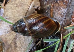 Bothriembryon fuscus