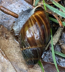 Bothriembryon fuscus