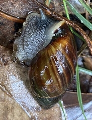 Bothriembryon fuscus