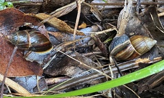 Bothriembryon fuscus