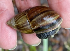 Bothriembryon fuscus