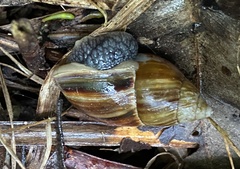 Bothriembryon fuscus