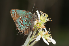 Callophrys hesseli