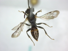 Nomada