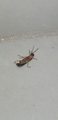 Lampyroidea syriaca