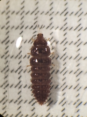 Climacia