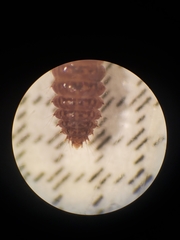 Climacia