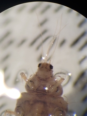 Climacia
